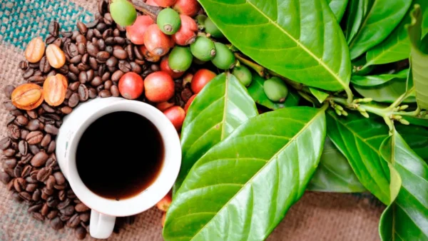 beneficios-del-cafe