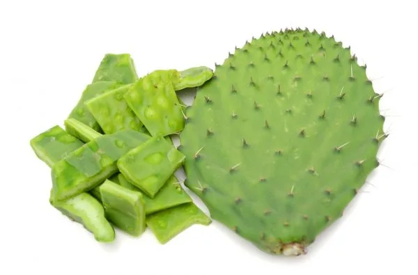 nopal